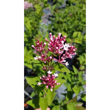 Syringa microphylla 'Superba' / Lilas Ã  petites feuilles Superba