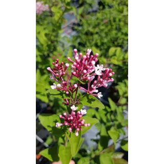 Syringa microphylla 'Superba' / Lilas Ã  petites feuilles Superba