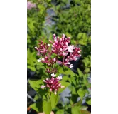 Syringa microphylla 'Superba' / Lilas Ã  petites feuilles Superba