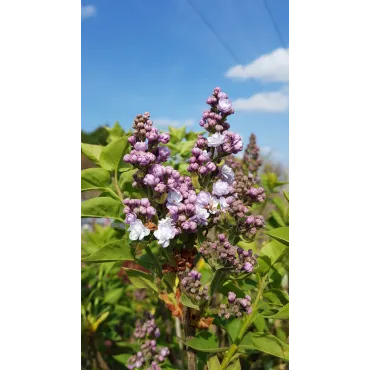 Syringa vulgaris 'Michel Buchner' / Lilas commun violet Pastel