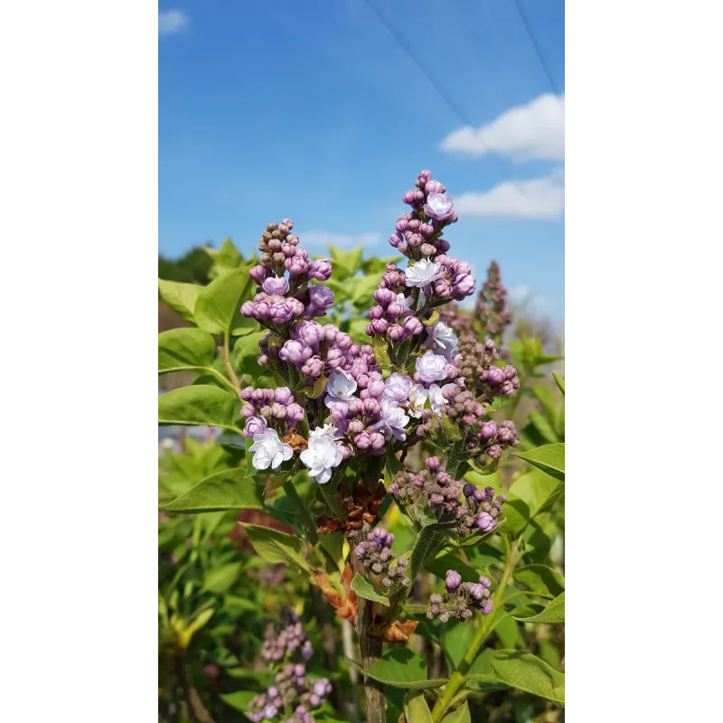 Syringa vulgaris 'Michel Buchner' / Lilas commun violet Pastel