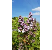 Syringa vulgaris 'Michel Buchner' / Lilas commun violet Pastel