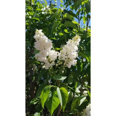 Syringa vulgaris 'Madame Lemoine' / Lilas commun blanc