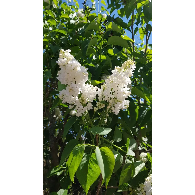 Syringa vulgaris 'Madame Lemoine' / Lilas commun blanc