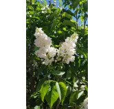 Syringa vulgaris 'Madame Lemoine' / Lilas commun blanc