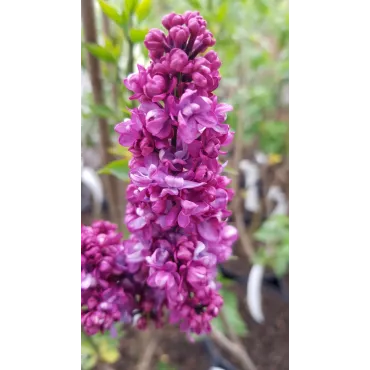 Syringa vulgaris 'Charles Joly' / Lilas commun rouge bordeaux