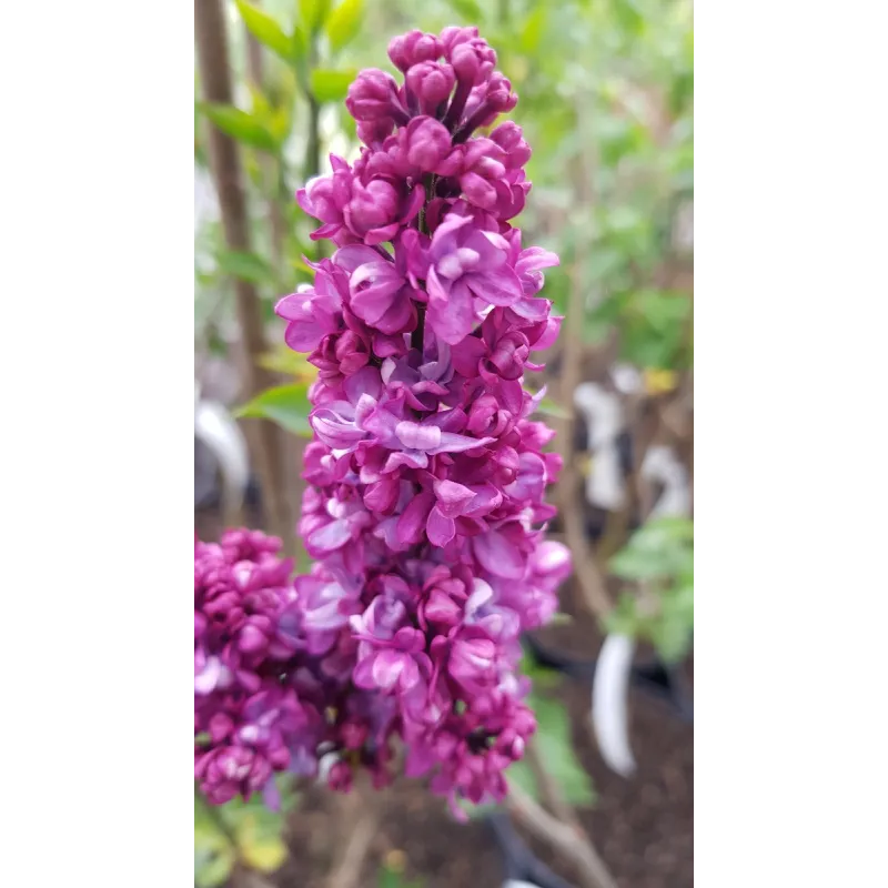 Syringa vulgaris 'Charles Joly' / Lilas commun rouge bordeaux