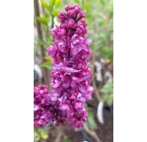 Syringa vulgaris 'Charles Joly' / Lilas commun rouge bordeaux