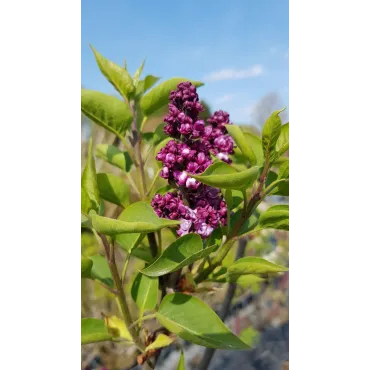 Syringa vulgaris 'Souvenir de Louis Spath' / Lilas commun rouge pourpre