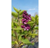 Syringa vulgaris 'Souvenir de Louis Spath' / Lilas commun rouge pourpre