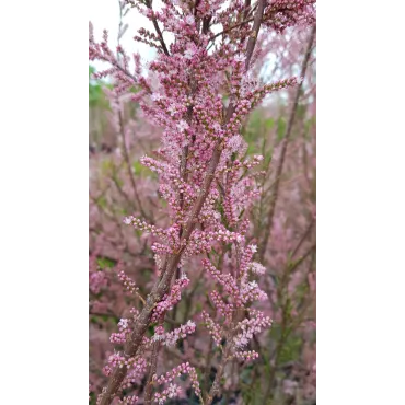 Tamarix africana / Tamaris de printemps rose