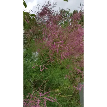 Tamarix ramosissima 'Pink Cascade' / Tamaris d'Ã©tÃ© rose