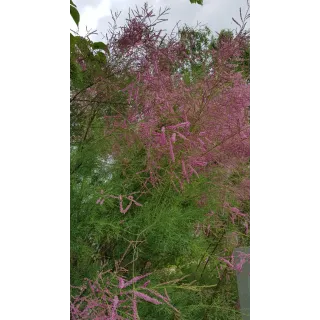 Tamarix ramosissima 'Pink Cascade' / Tamaris d'Ã©tÃ© rose