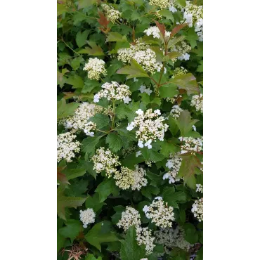 Viburnum opulus 'Compactum' / Viorne Obier compacte