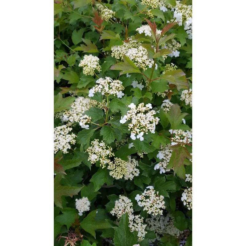 Viburnum opulus 'Compactum' / Viorne Obier compacte