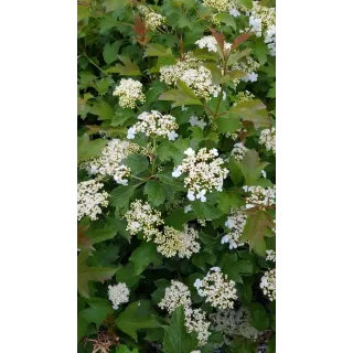 Viburnum opulus 'Compactum' / Viorne Obier compacte