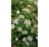 Viburnum opulus 'Compactum' / Viorne Obier compacte