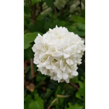 Viburnum opulus 'Roseum' / Viorne Obier Boule de Neige