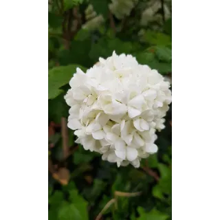 Viburnum opulus 'Roseum' / Viorne Obier Boule de Neige