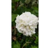 Viburnum opulus 'Roseum' / Viorne Obier Boule de Neige