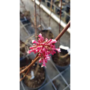 Viburnum x bodentense 'Dawn' / Viorne de Bodnant