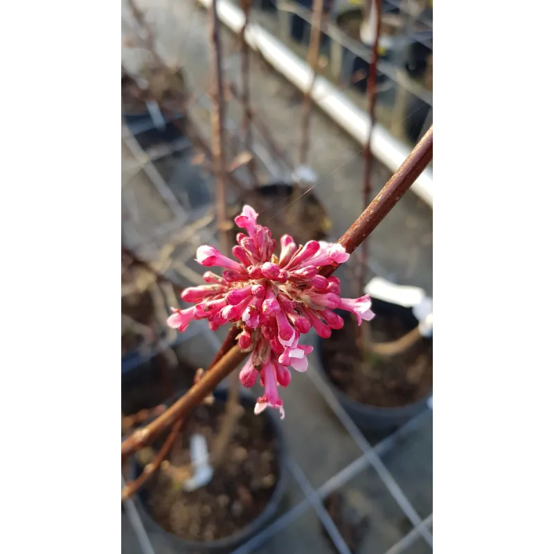 Viburnum x bodentense 'Dawn' / Viorne de Bodnant