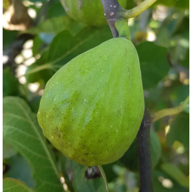 Ficus carica 'Madeleine Blanche' / Figuier 'Madeleine Blanche'