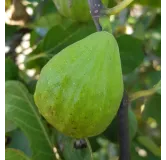 Ficus carica 'Madeleine Blanche' / Figuier 'Madeleine Blanche'