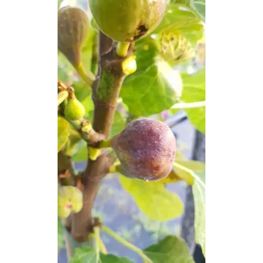 Ficus carica 'Grise de St Jean' / Figuier Grise de St Jean