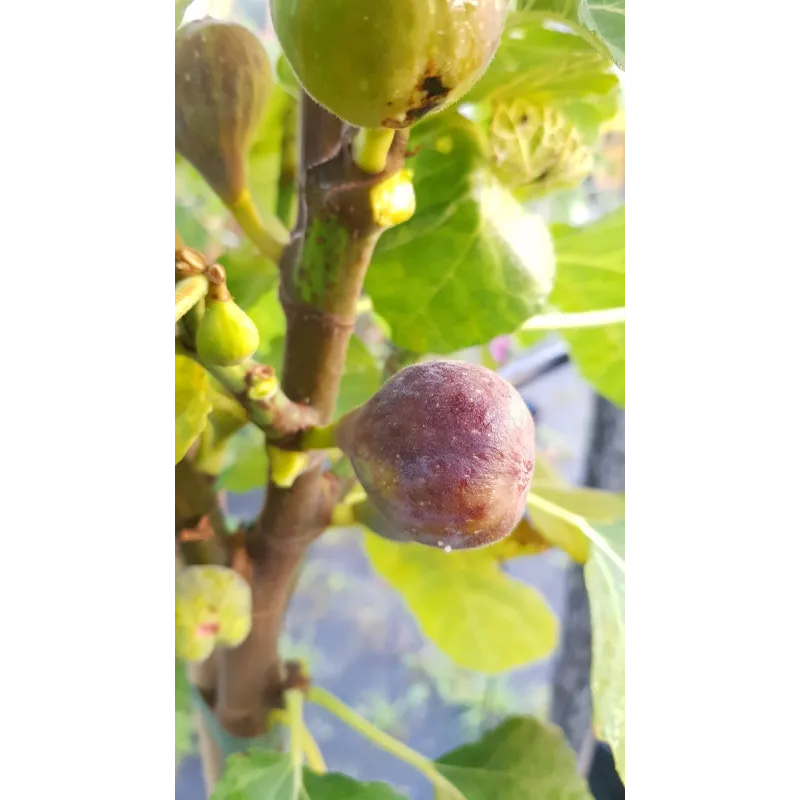 Ficus carica 'Grise de St Jean' / Figuier Grise de St Jean