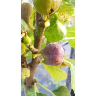 Ficus carica 'Grise de St Jean' / Figuier Grise de St Jean