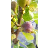 Ficus carica 'Grise de St Jean' / Figuier Grise de St Jean