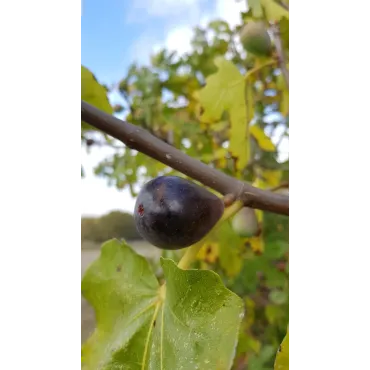 Ficus carica ' Noire de Caromb' / Figuier 'Noire de Caromb'