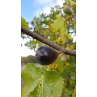 Ficus carica ' Noire de Caromb' / Figuier 'Noire de Caromb'