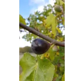 Ficus carica ' Noire de Caromb' / Figuier 'Noire de Caromb'