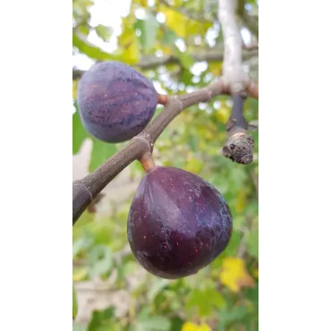 Ficus carica 'Noire de Bellone' / Figuier Noire de Bellone