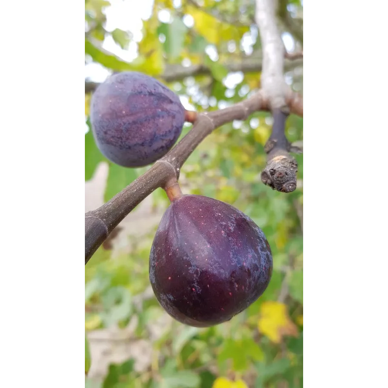 Ficus carica 'Noire de Bellone' / Figuier Noire de Bellone