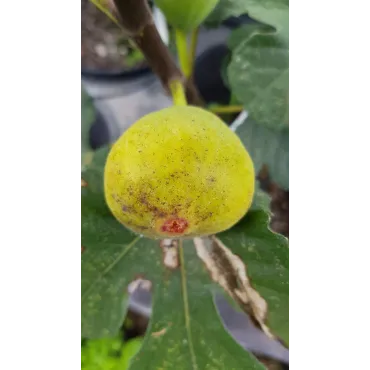 Ficus carica 'Lattay' / Figuier 'Lattay'