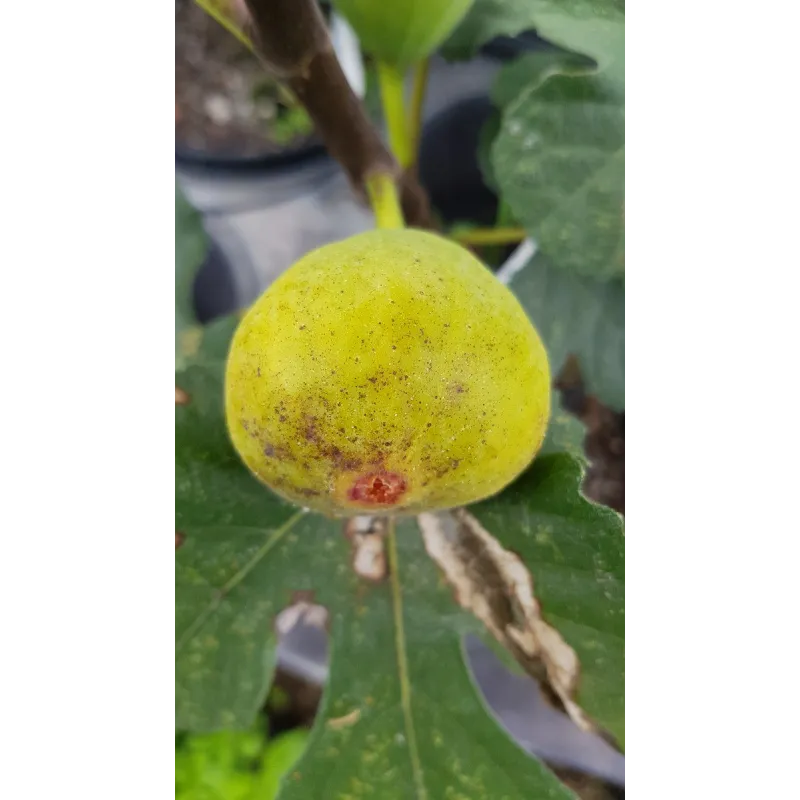 Ficus carica 'Lattay' / Figuier 'Lattay'