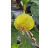 Ficus carica 'Lattay' / Figuier 'Lattay'