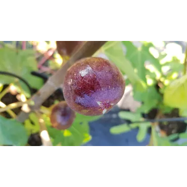 Ficus carica 'Osborn Prolific' / Figuier 'Osborn Prolific'