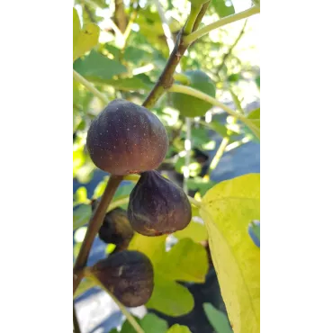 Ficus carica 'Brown Turkey' / Figuier 'Brown Turkey'