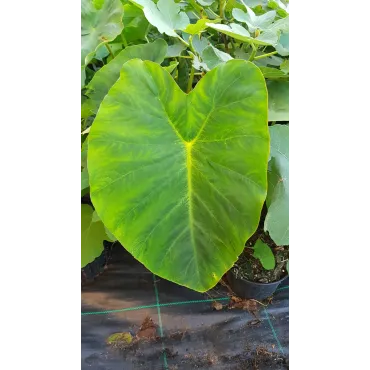 Colocasia esculenta 'Jack's giant' / Oreille d'Ã©lÃ©phant gÃ©ante couleur verte