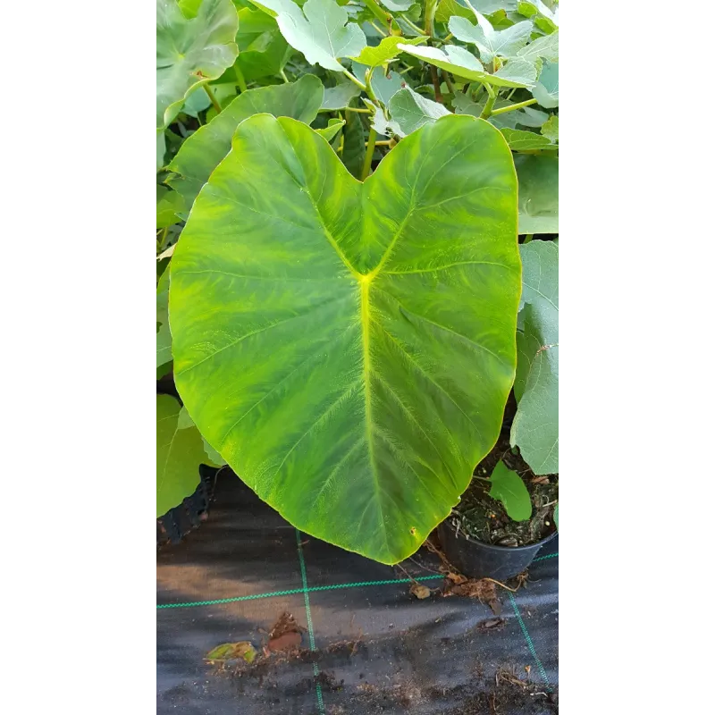 Colocasia esculenta 'Jack's giant' / Oreille d'Ã©lÃ©phant gÃ©ante couleur verte