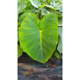 Colocasia esculenta 'Jack's giant' / Oreille d'Ã©lÃ©phant gÃ©ante couleur verte