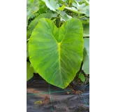 Colocasia esculenta 'Jack's giant' / Oreille d'Ã©lÃ©phant gÃ©ante couleur verte