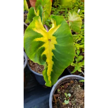 Colocasia esculenta 'White Lava' / Oreille d'Ã©lÃ©phant gÃ©ante couleur verte avec une bande centrale blanc crÃ¨me