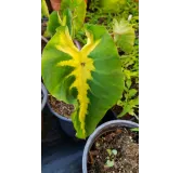 Colocasia esculenta 'White Lava' / Oreille d'Ã©lÃ©phant gÃ©ante couleur verte avec une bande centrale blanc crÃ¨me