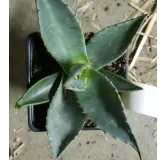 Agave applanata