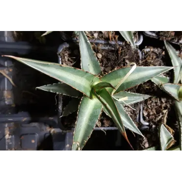 Agave lechuguilla